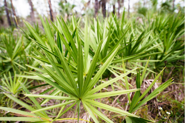 saw palmetto extract for hair