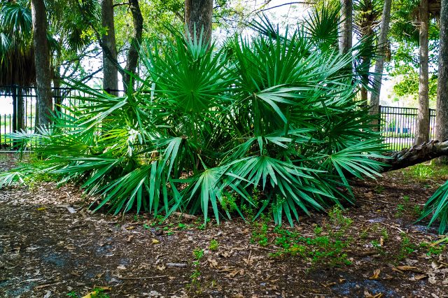 saw palmetto extract for hair