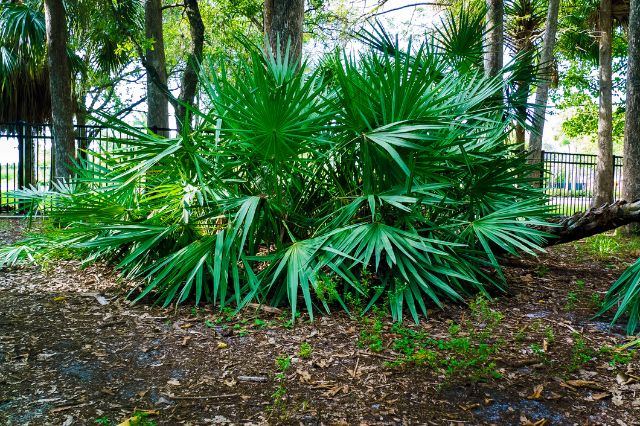 saw palmetto extract for hair