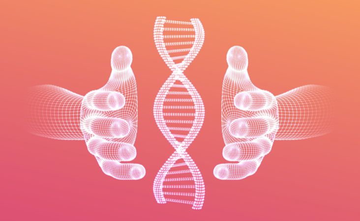 testosterone and hair loss