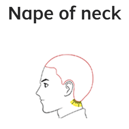 nape of neck