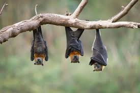 Bats