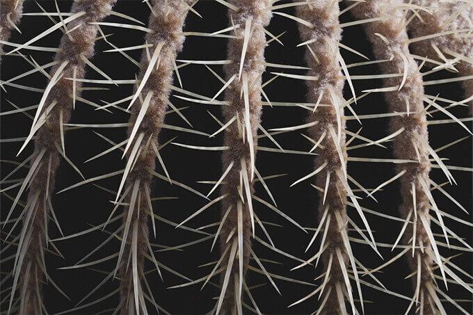 Lab grown hair replacement systems